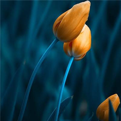 奥亚国际-登录入口